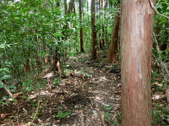 「大日山〜御殿山」往路22（　）201809