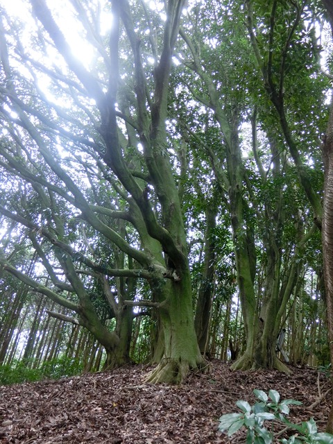 「大日山〜御殿山」往路24（　）201809