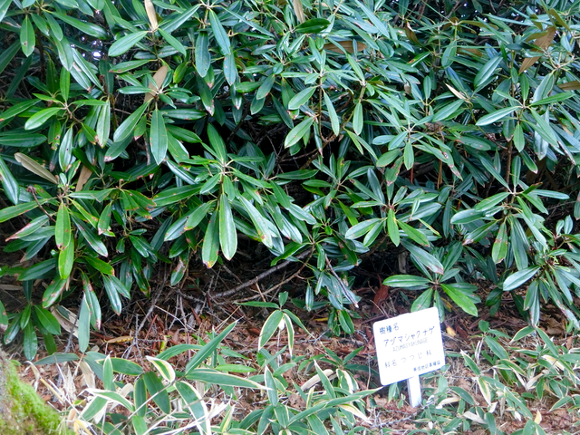 浅間山09(アヅマシャクナゲ)201810