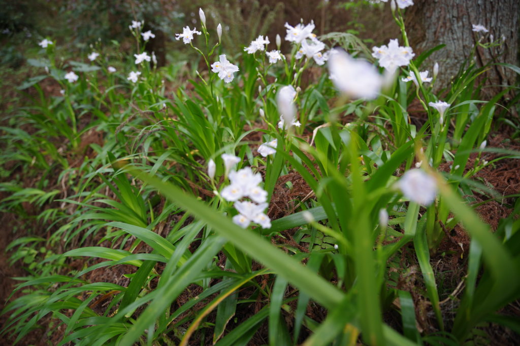 丹沢：塔の岳04（下手な写真）201904
