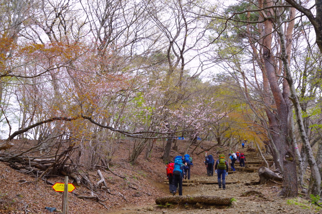 丹沢：塔の岳06（桜の始まり）201904