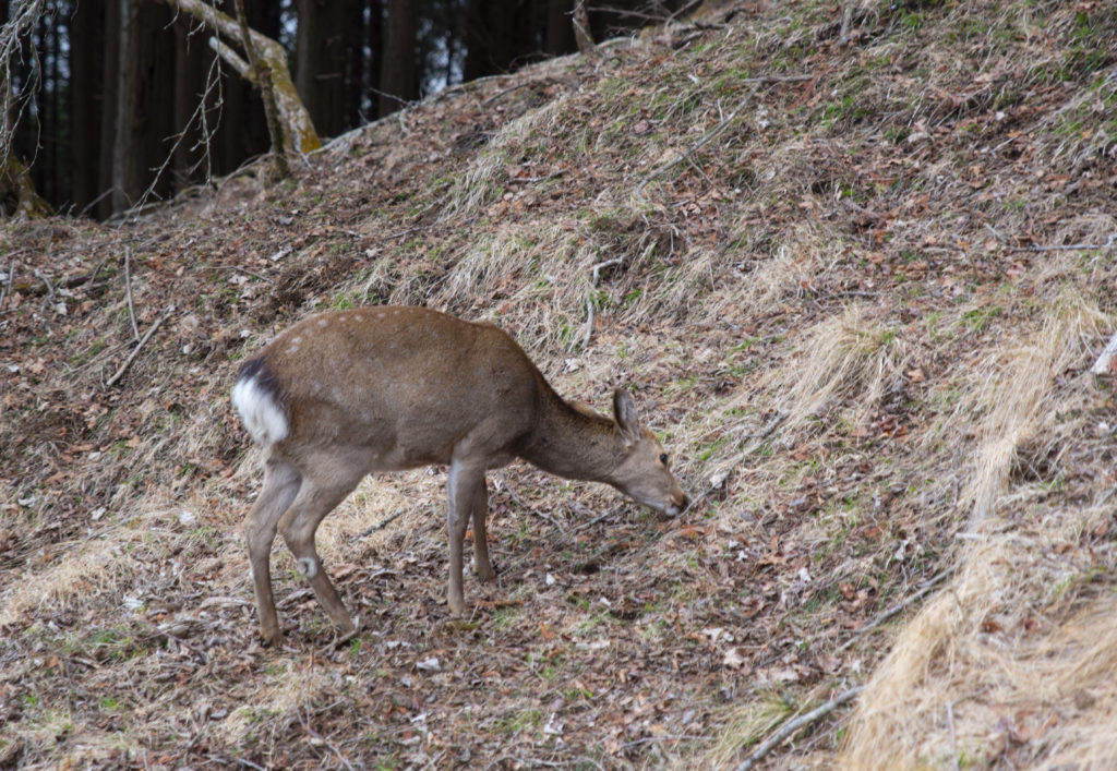 丹沢：塔の岳18（鹿クン）201904